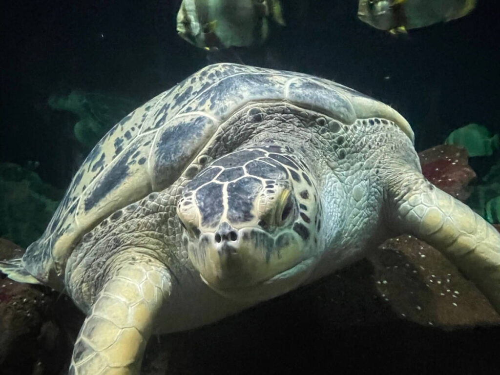 A turtle inside the Livorno’s aquarium