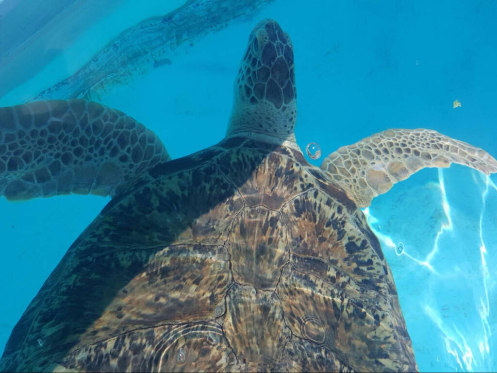 Closeup look of a turtle on inside the tank