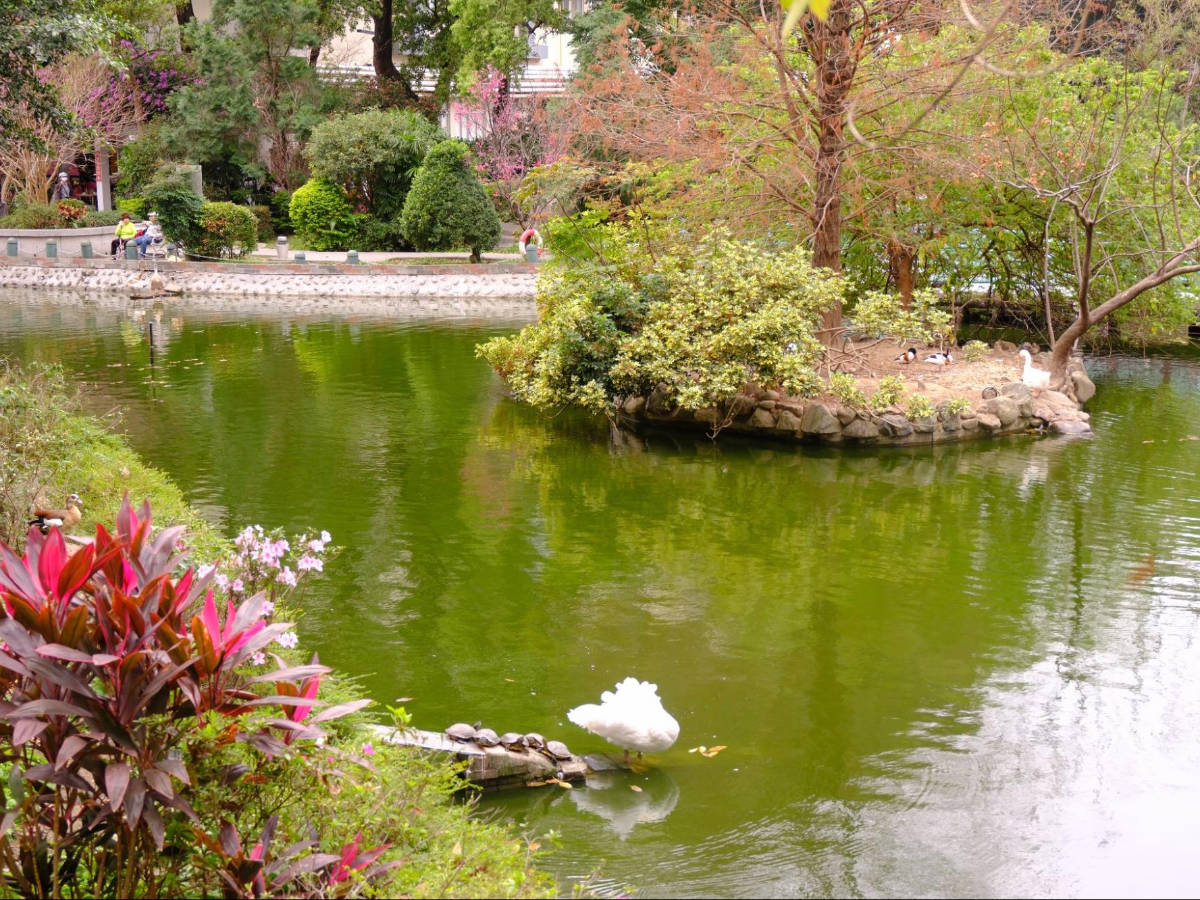 View of turtles resting on a park in Beitou