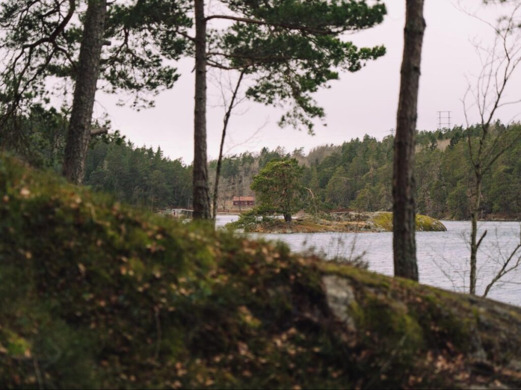 A mossy shoreline with pine trees overlooking a lake in Tyresta National Park