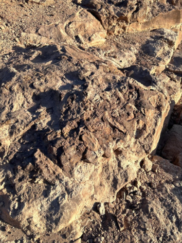 Closeup look of the unexcavated dinosaur fossils