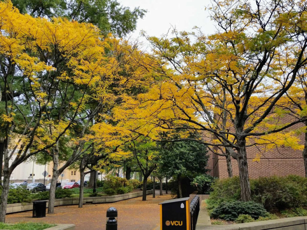 The fall foliage at the VCU Monroe Park Campus