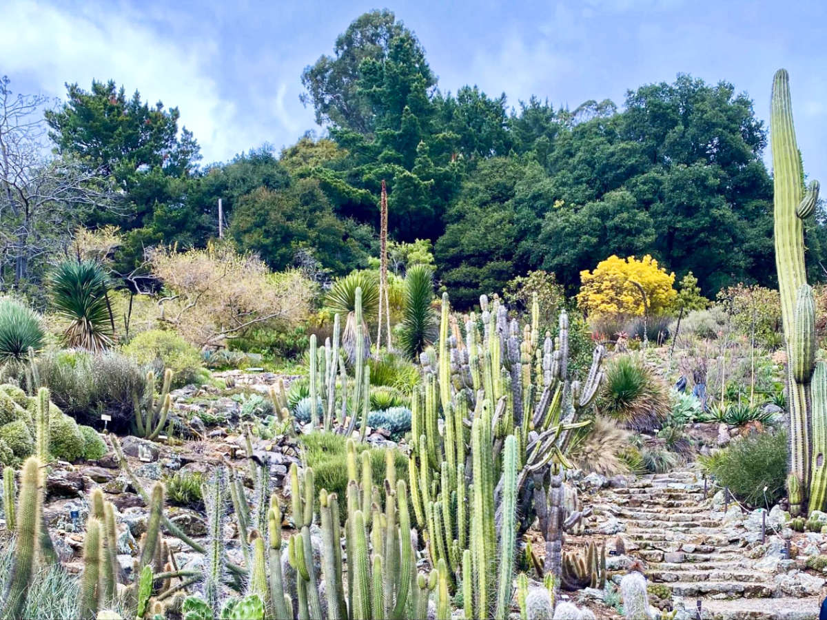 A wide variety of cactus at the UC Berkeley Botanical Garden