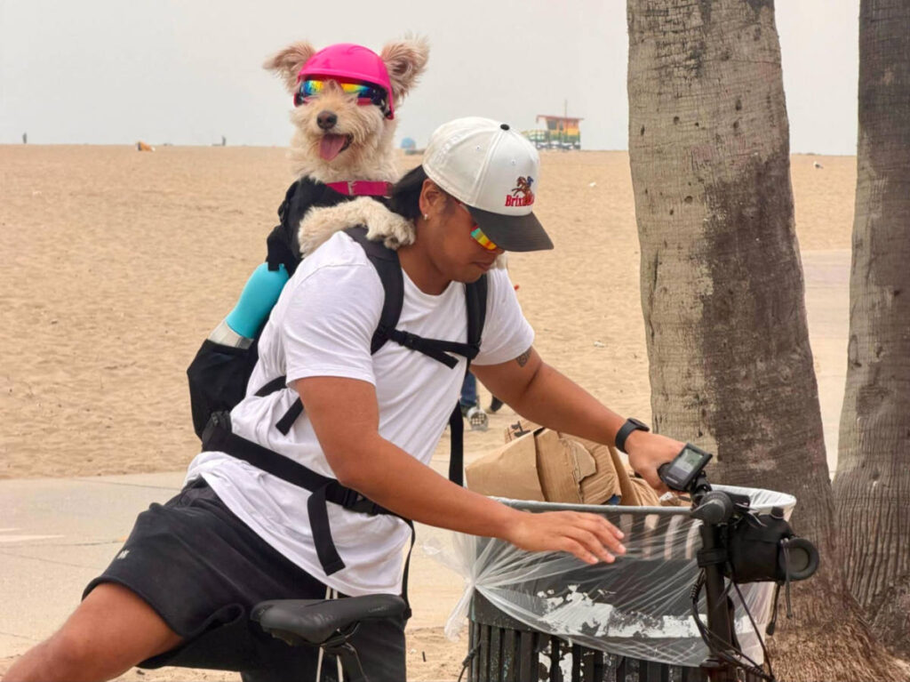 A dog wearing accessories on the back of the man in Venice beach