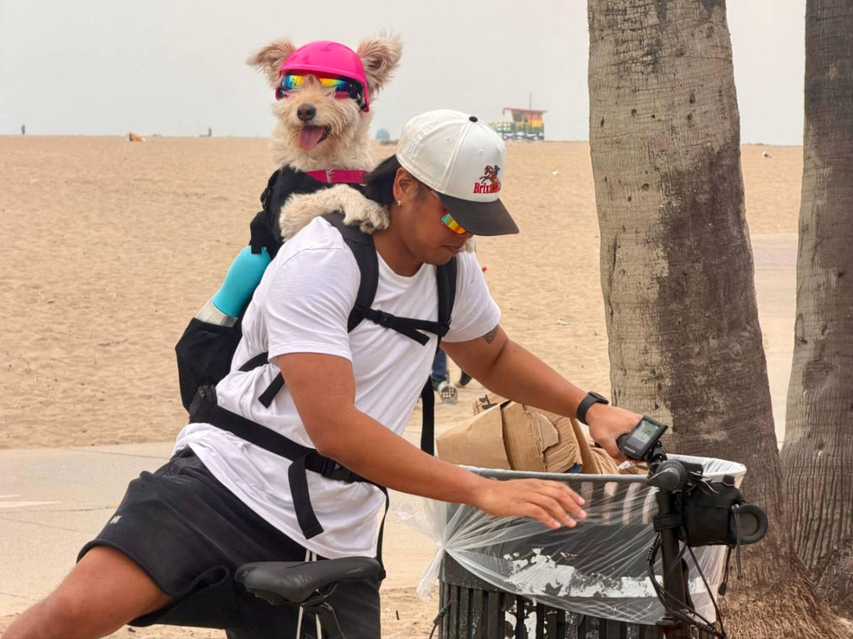 A dog wearing accessories on the back of the man in Venice beach