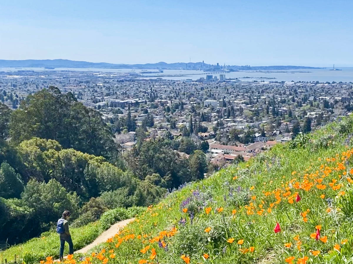 A man walking near the field of poppies at the Claremont Canyon Regional Preserve with an overlooking view of the cityscape