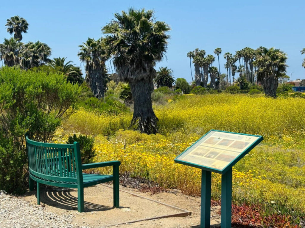 A bench and signage facing the wildflower fields at the Ballona Wetlands Trailhead