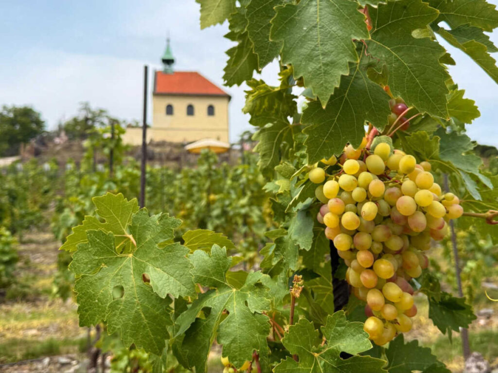 Closeup look of the grapes at the vineyard