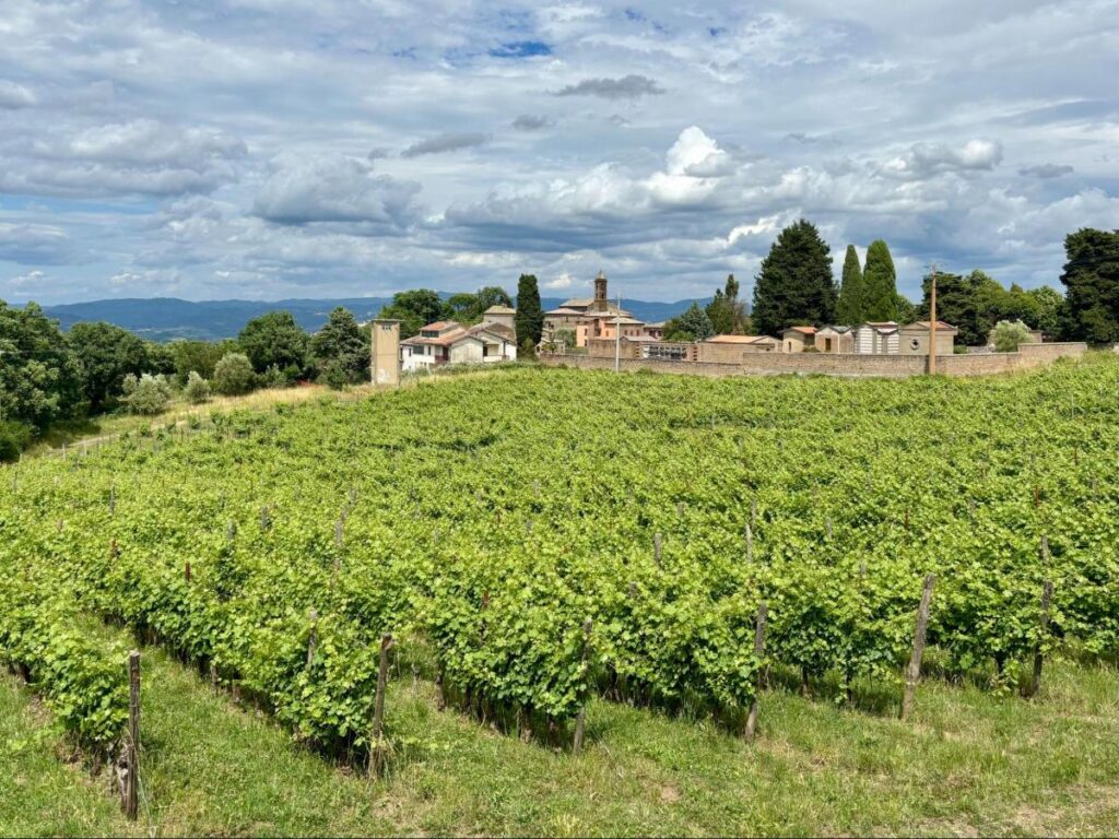 View of the vineyards at Madonna del Latte