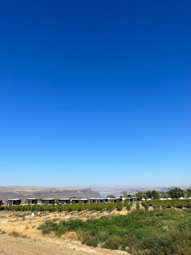 Clear blue sky over the vineyards in Quincy