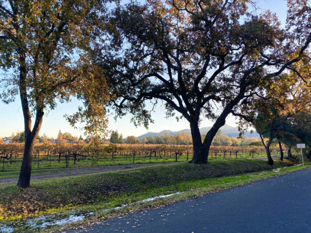 View of the vineyards on Yount Mill Road from the road at sunset