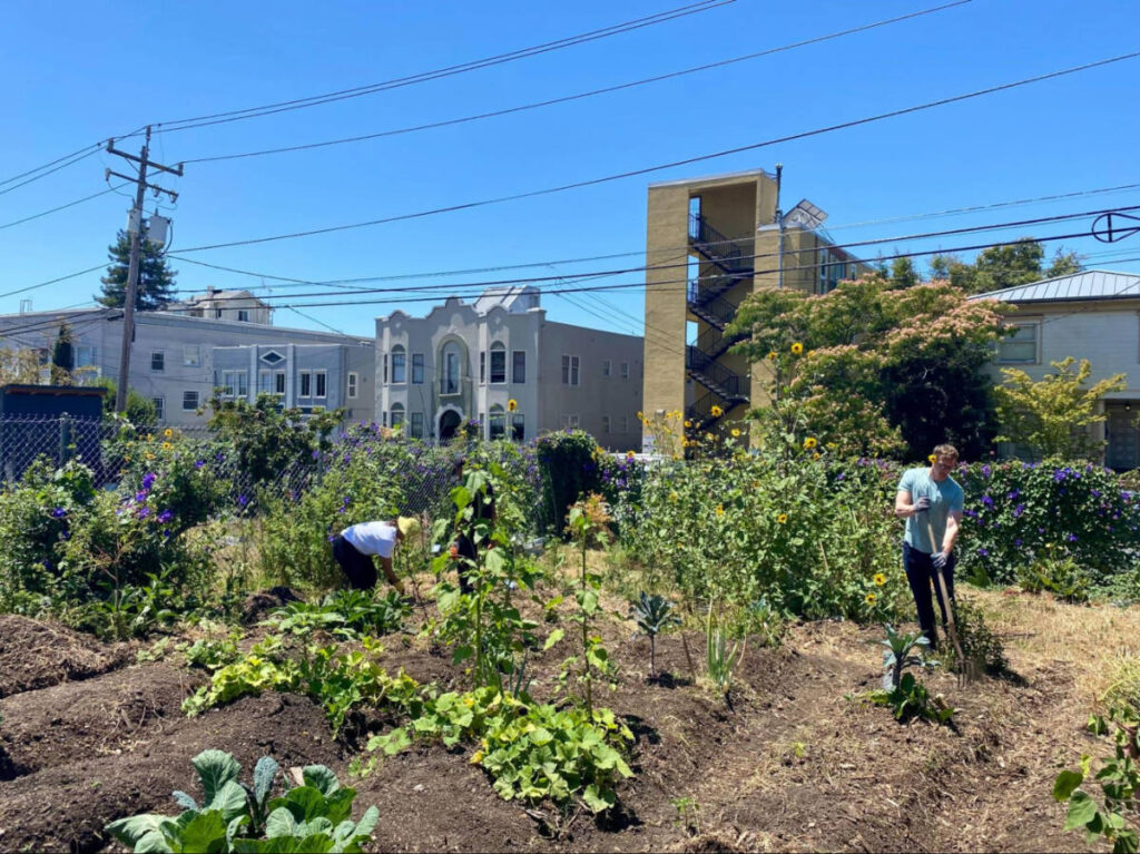 The volunteers gardening on a sunny day at the Oxford Tract Garden