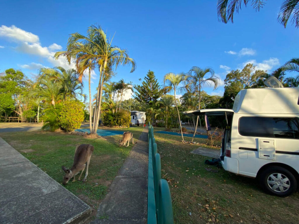 Wallabies eating grass near the campervan