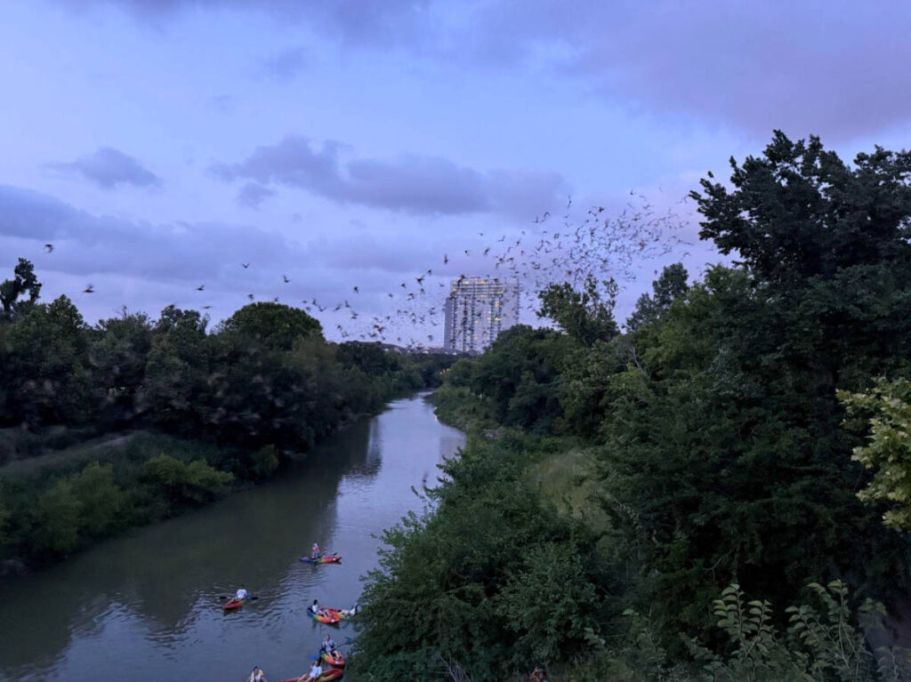 A colony of bats over the Waugh Street bridge at sunset