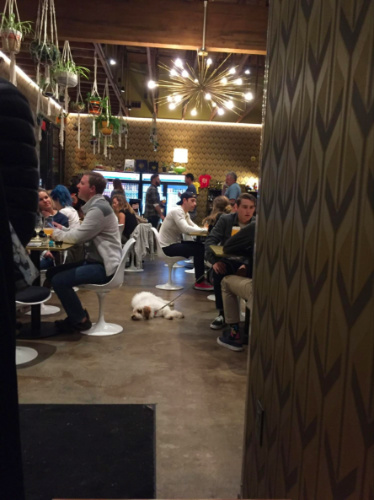 A dog resting on the floor and people dining at Modern Times Far West Lounge