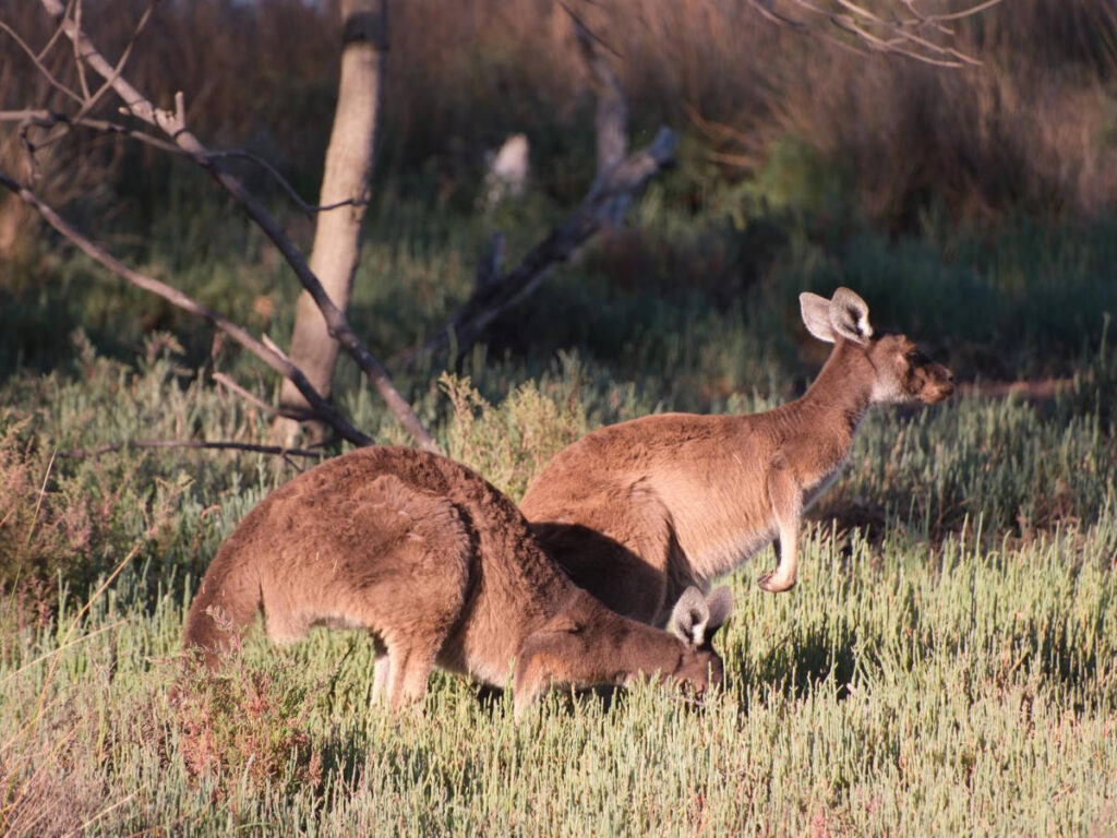 View of the Western grey kangaroos at Heirisson Island