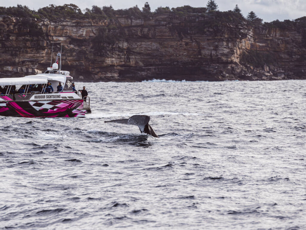 A whale jumping in the ocean near the Sydney harbour
