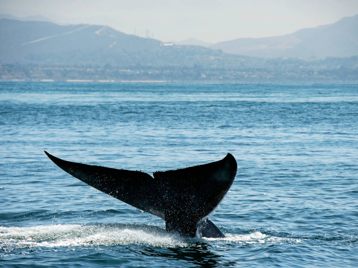 View of a whale in Dana Point
