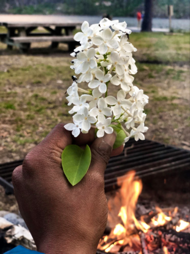 Closeup look of a hand holding white lilacs