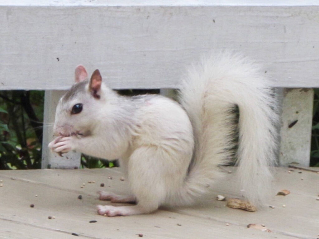 Close up view of a white squirrel in Brevard