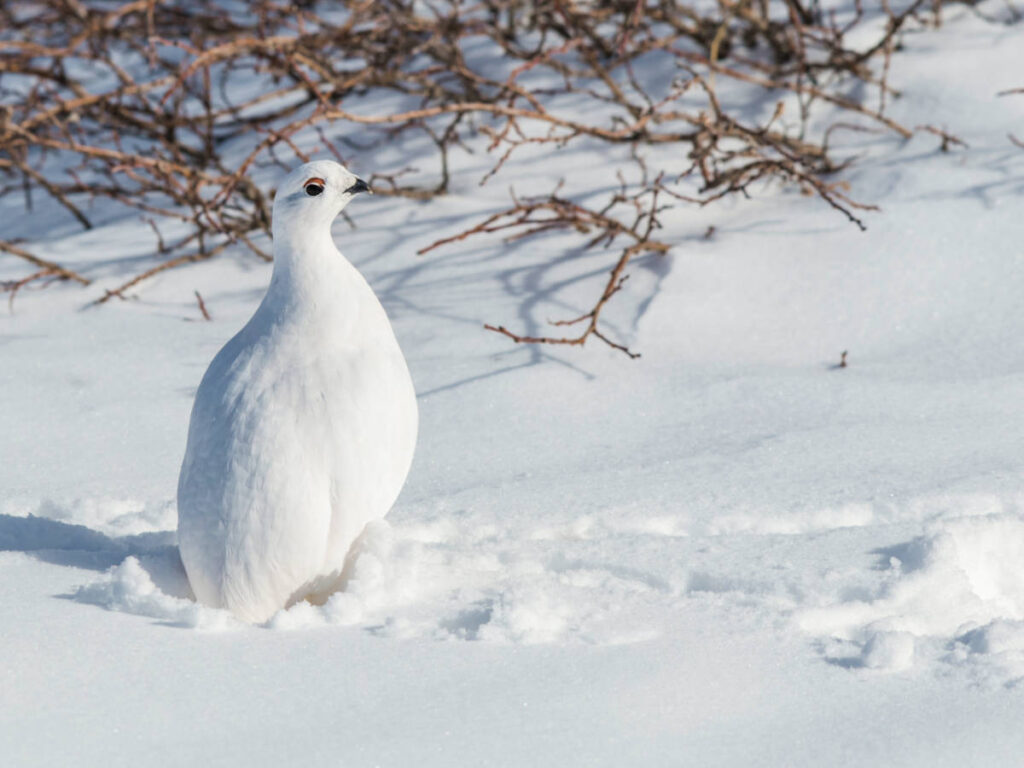Closeup look of the white-tailed ptarmigan