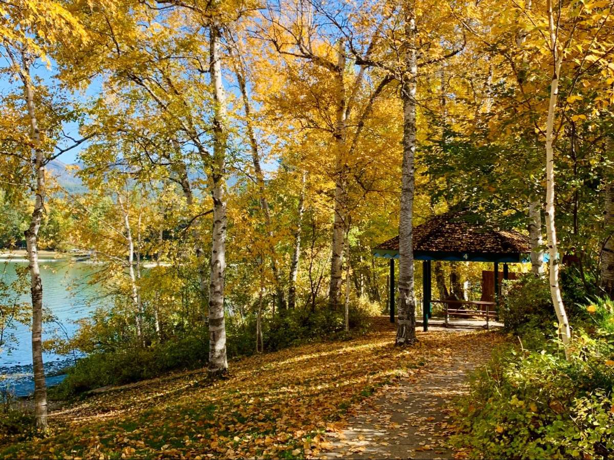 View of the autumn leaves falling beside Whitefish Lake