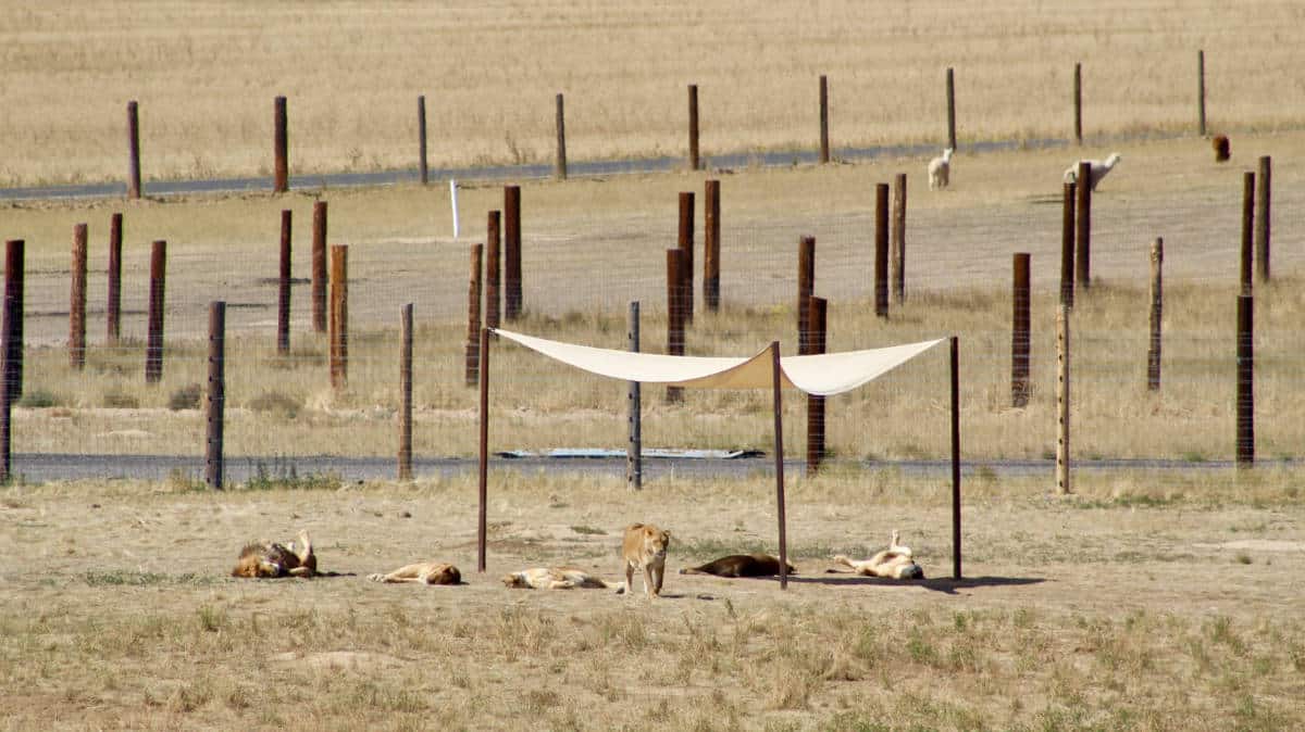 View of wild animals roaming in Wild Animal Sanctuary