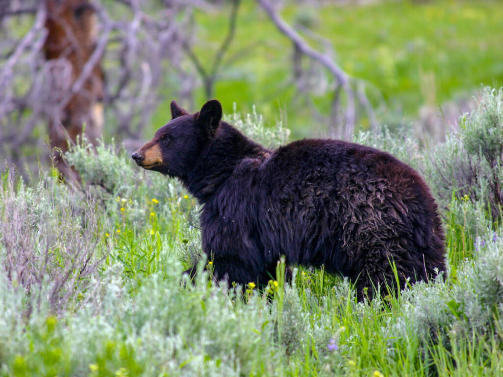 A black bear wandering on a forest in Denver