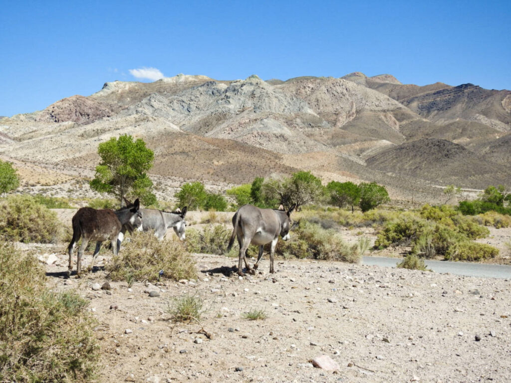 View of the wild burros wandering around in Beatty