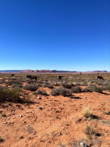 View of Wild horses at Monument Valley Tribal Park