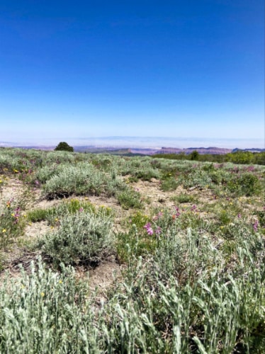 View of the colorful wildflowers near the La Sal Mountains