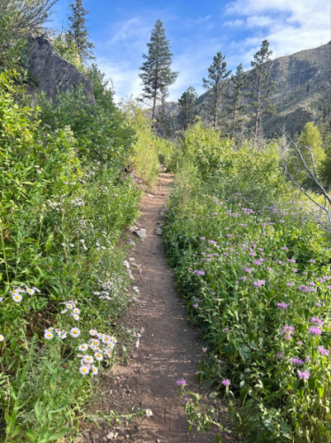 A pathway surrounded by wildflowers