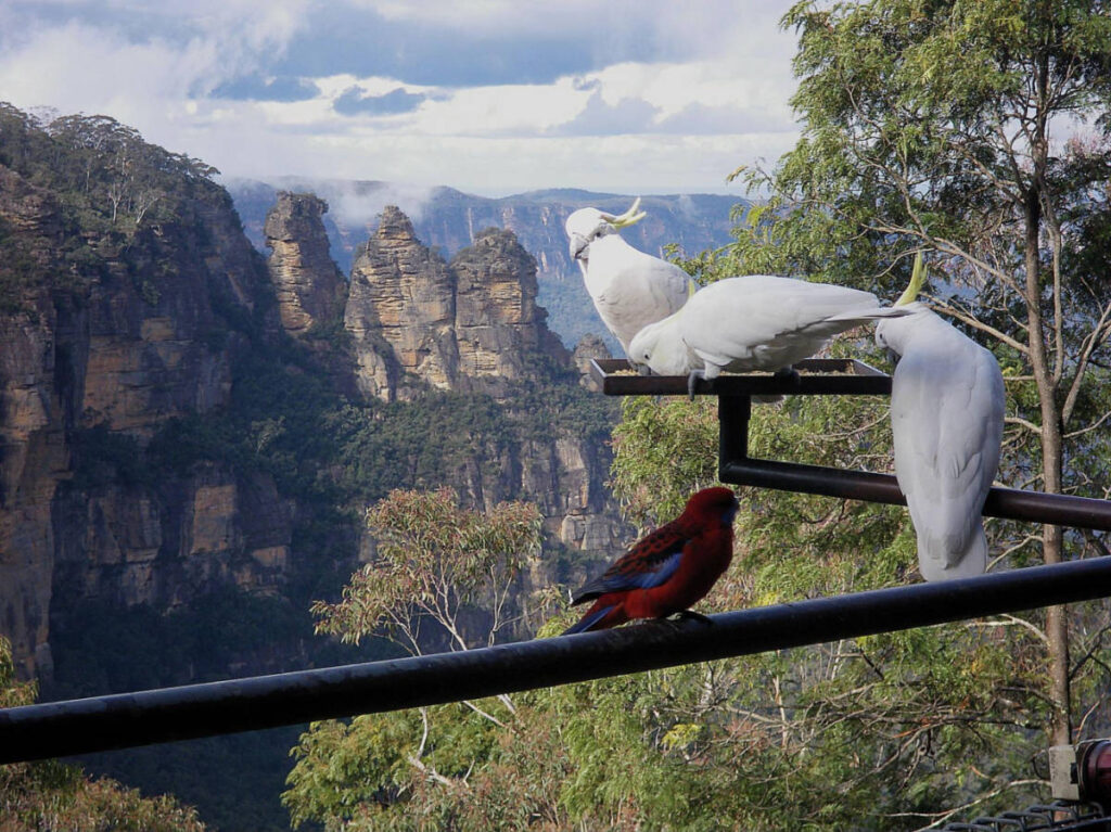 The local wildlife with a scenic overlooking view of The Blue Mountains