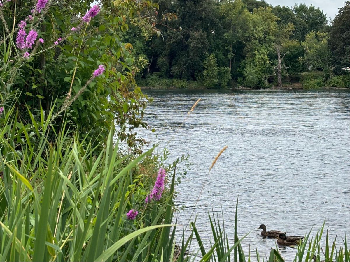 View of the ducks on the Willamette River