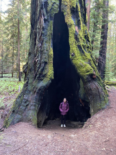 A woman posing for a photo inside a gigantic redwood