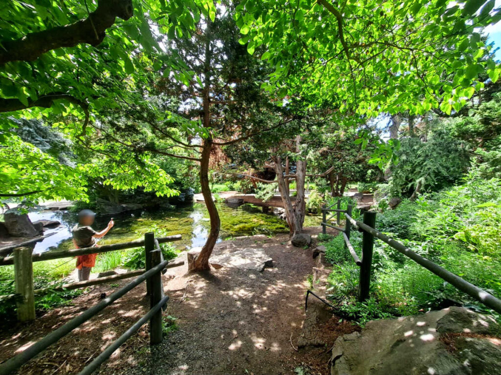 A man taking a picture of the greenery around the Yakima Arboretum