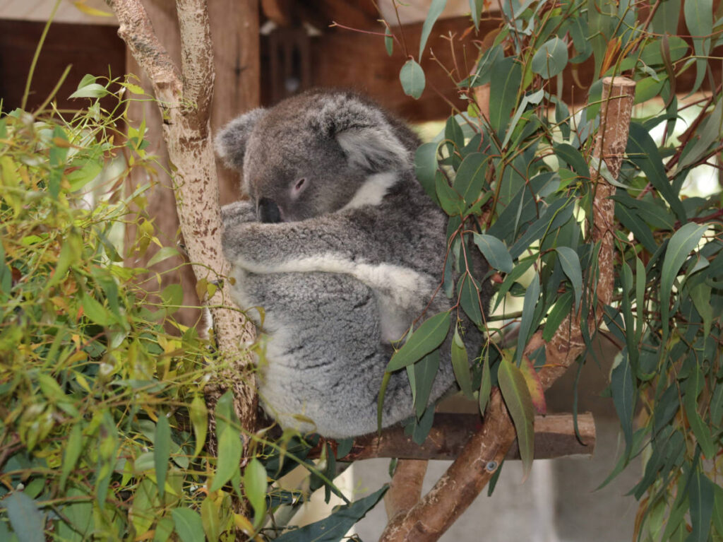 A koala on the tree in Yanchep National Park