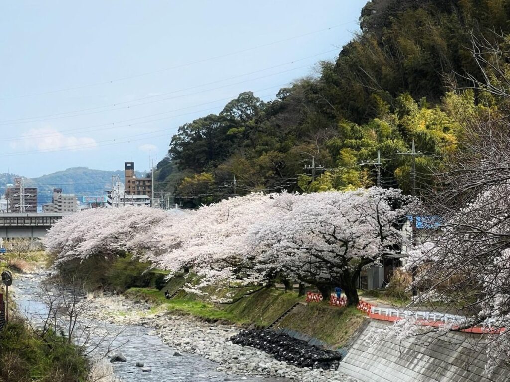 A river framed by cherry blossoms in Yugawara