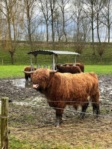 Closeup look of the Zeeland cows