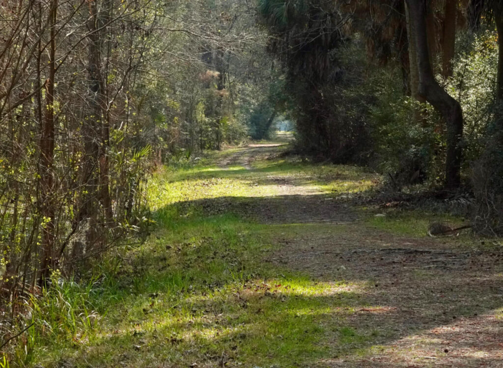 Tree-lined walking path dappled with sunshine at Pinckney Island